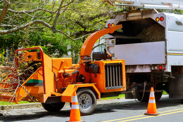 The Steps Involved in Our Tree Care Process in Elkins, WV